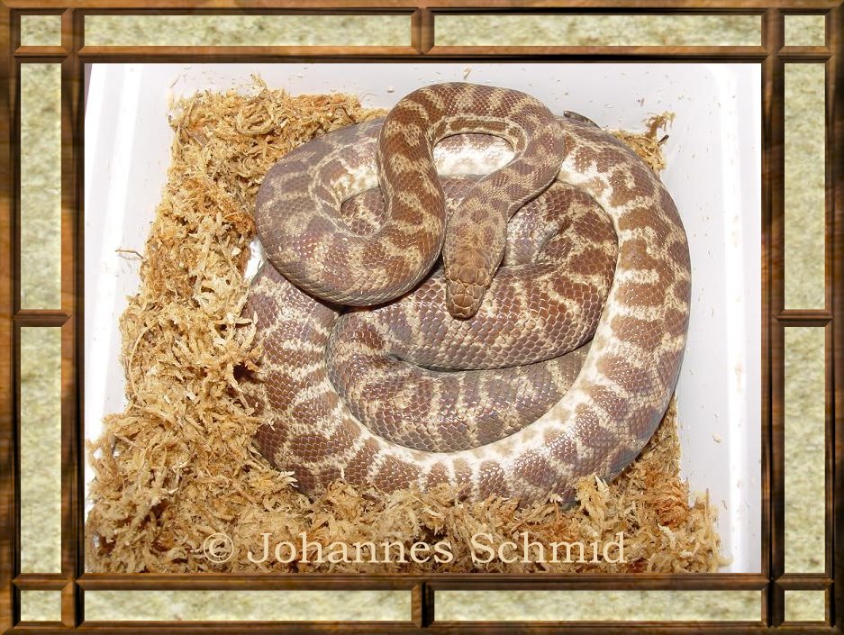 Antaresia stimsoni orientalis 0.1